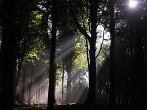 Rayons de soleil transperçant la forêt enclusienne - photo de Simone Guerre, 4ème prix du concours de photographies de 2014