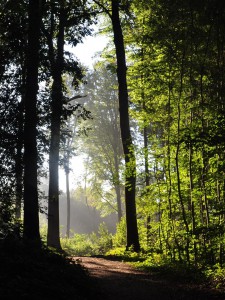 Lumière filtrant dans la forêt enclusienne - photo de Simone Guerre, 4ème prix du concours de photographies de 2014