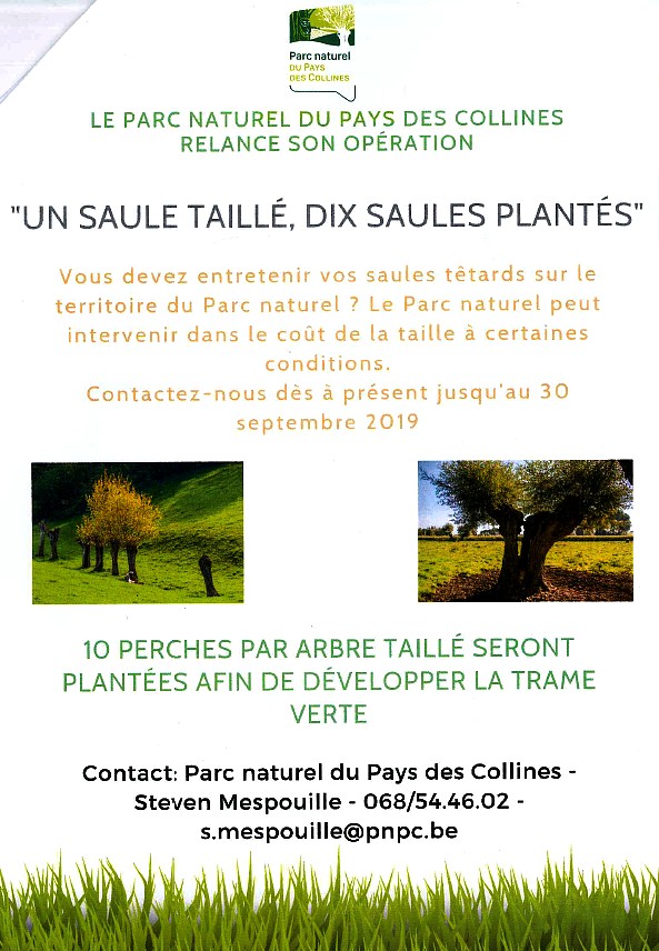 Saule taillé pays collines